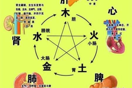 肺在五行中的属性与健康关系解析