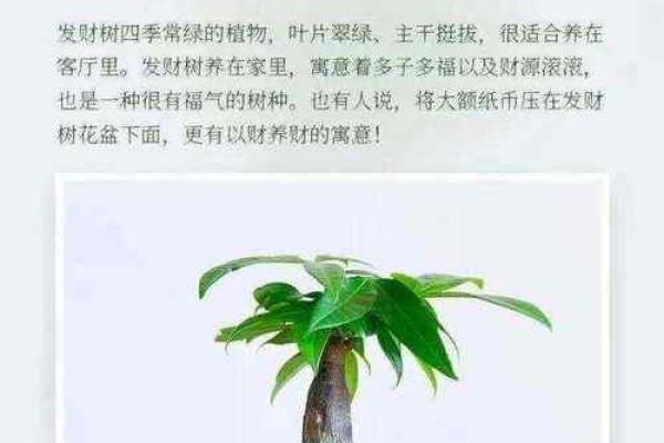 如何利用家居财位布局招财进宝