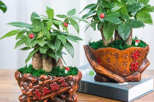 多肉植物破坏财位风水的潜在风险分析