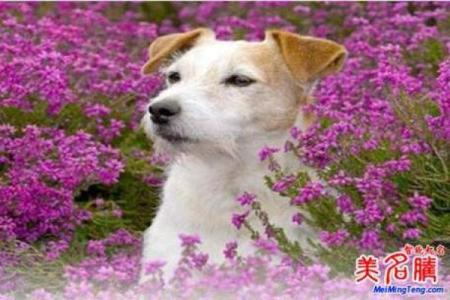 狗年出生宝宝名字精选与命名技巧