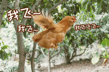 鸡宝宝名字推荐：为你的新宠选个好名