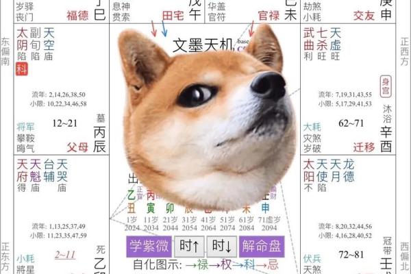 深入了解紫微排盘，解析个人命运图谱