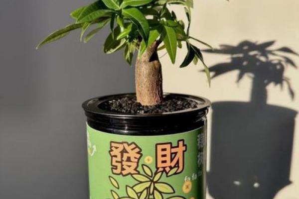 绿意生财：植物风水在家居中的应用