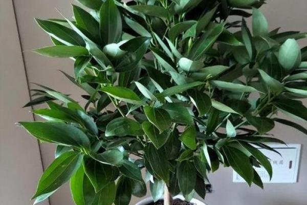 绿意生财：植物风水在家居中的应用