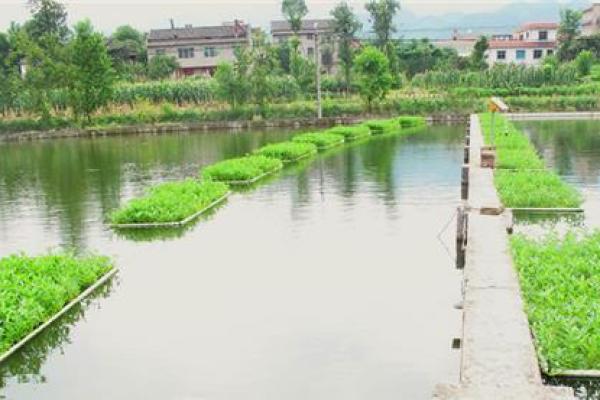 合理利用风水提升养殖鱼塘产量与品质