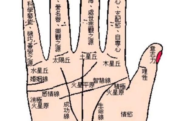 女子断掌手相的含义与生活影响全面解析