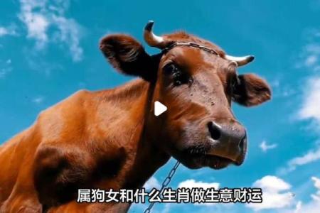 根据生肖特点为属狗宝宝起名字的方法