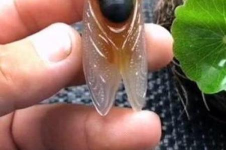 凤凰命的意义与象征解析