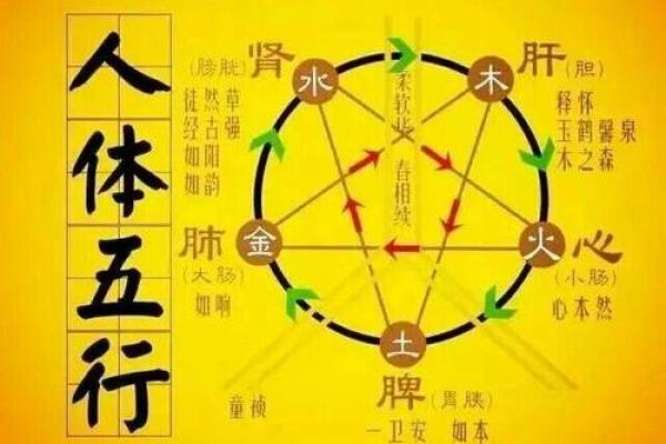 深入了解梅花排盘系统中的阴阳五行