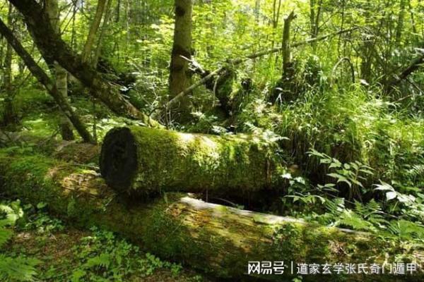 孔雀命的真正含义与命理解析