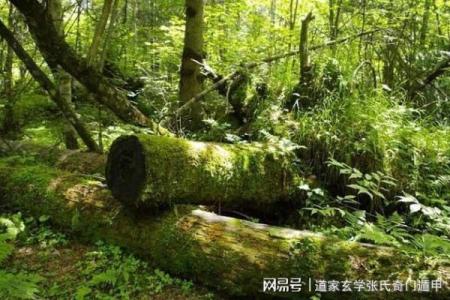 孔雀命的真正含义与命理解析