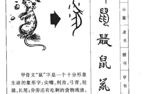 属鼠的五行属性解析与命运影响