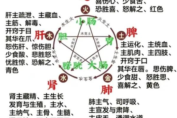 五脏与五行的深度关系解析：探索中医理论中的身体平衡奥秘