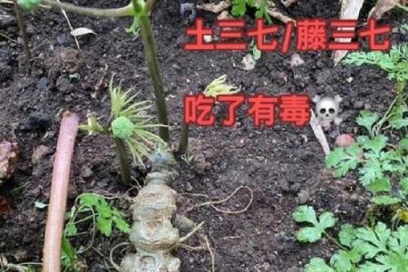 三七命在命理学中的重要性