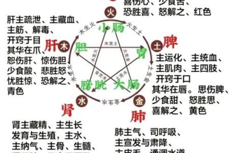 五脏与五行的深度关系解析：探索中医理论中的身体平衡奥秘