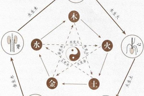 肺五行属性及其与中医理论的关系解析