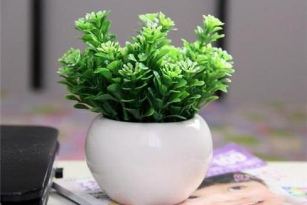 植物风水讲座：用绿植调和家庭气场