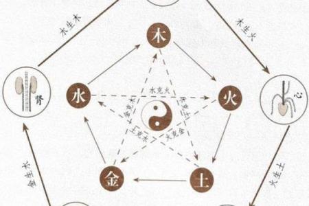 肺五行属性及其与中医理论的关系解析