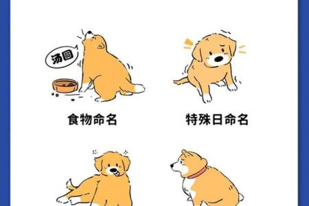 狗宝宝起名字大全 助你为爱犬选个吉祥好名