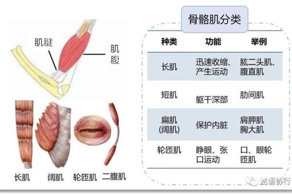 八字骨图片解析：从形态看骨骼健康的秘密