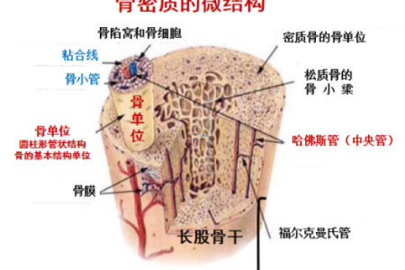 八字骨图片解析：从形态看骨骼健康的秘密