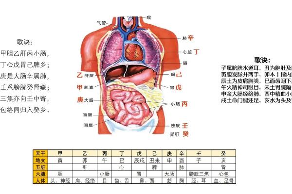 命天干地支在个人命运中的重要性解析