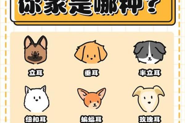 尖耳朵面相如何影响你的生活与人际关系