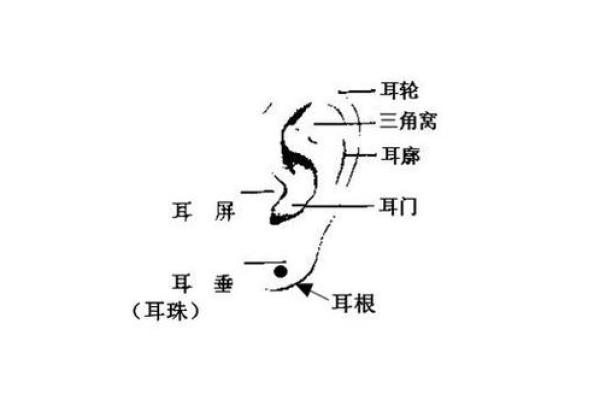 从尖耳朵面相看个人命运与运势变化