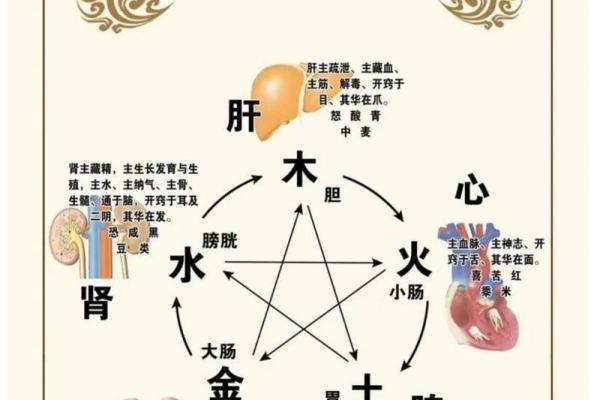 五行五脏理论：探索中医如何调和身体健康与自然元素