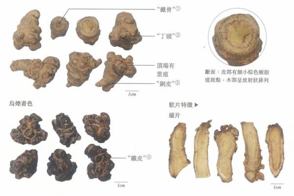 三七透天干在中医中的应用与治疗价值解析