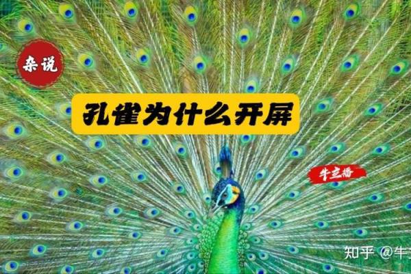 为什么孔雀命被视为贵命？