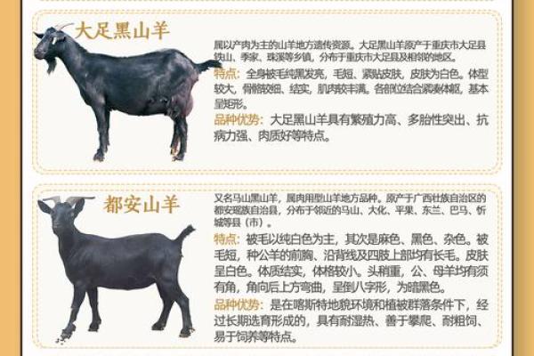 羊属于哪种命运类型及其特点