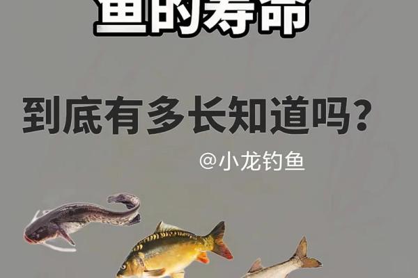 鱼的五行属性解析及其对风水的影响