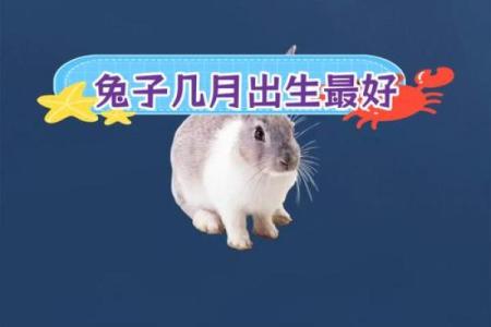 属兔人命运运势解析与人生方向