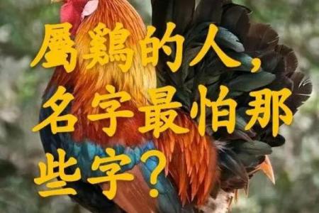 给属鸡女宝宝取个独特且吉祥的名字