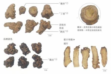 三七透天干在中医中的应用与治疗价值解析