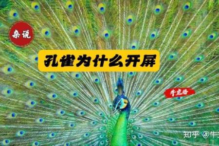 为什么孔雀命被视为贵命？