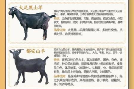 羊属于哪种命运类型及其特点