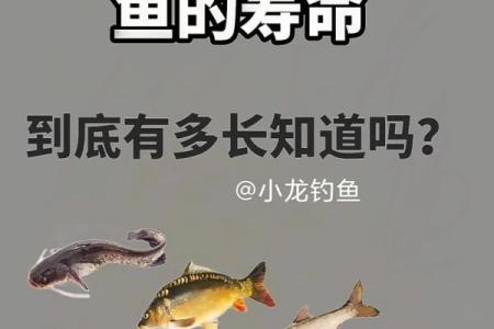 鱼的五行属性解析及其对风水的影响