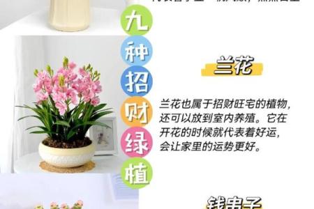 财位花卉摆放技巧助你提升家居风水运势