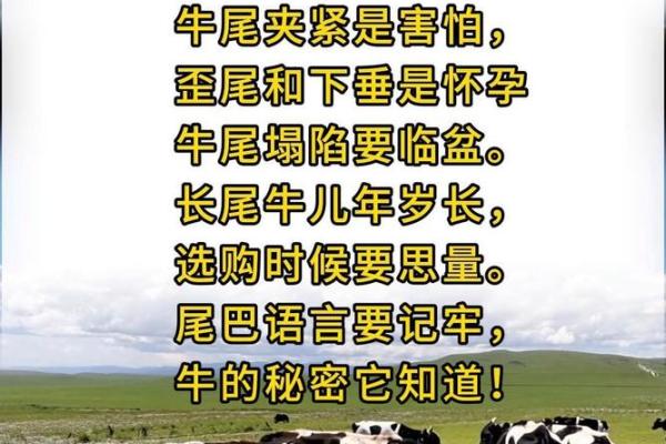 牛字五行属性解析及其在命理中的意义