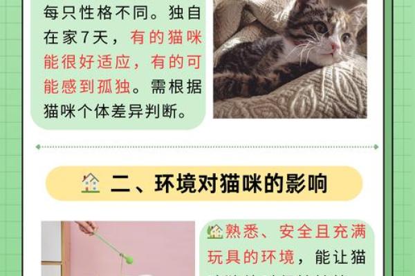 猫的五行属性解析：猫与五行的神秘联系