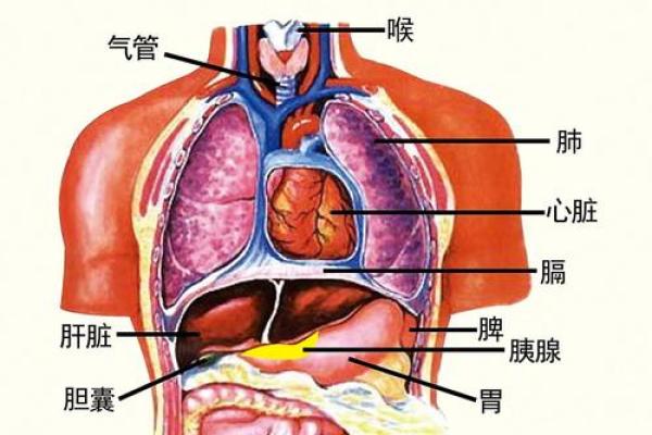 安五行的深层解读：探索五行与生活的密切联系
