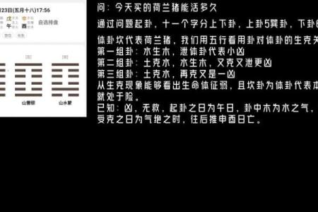 梅花易数在线排盘解卦技巧与实践指南