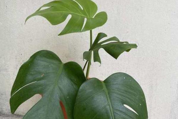 财位风水禁忌：多肉植物摆放误区