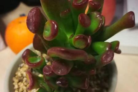 财位风水禁忌：多肉植物摆放误区
