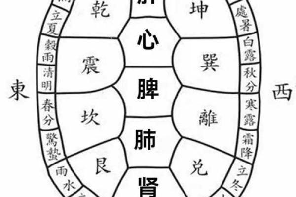 乌龟五行属什么？揭开背后的五行秘密