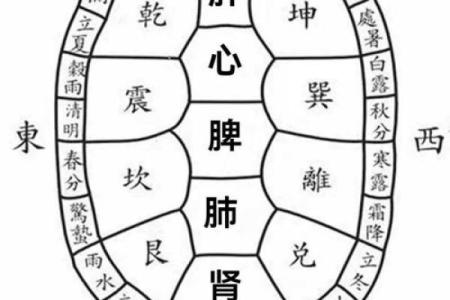 乌龟五行属什么？揭开背后的五行秘密