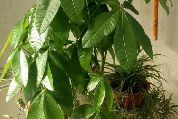 让财富源源不断 客厅财位风水树的最佳选择