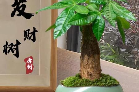 让财富源源不断 客厅财位风水树的最佳选择